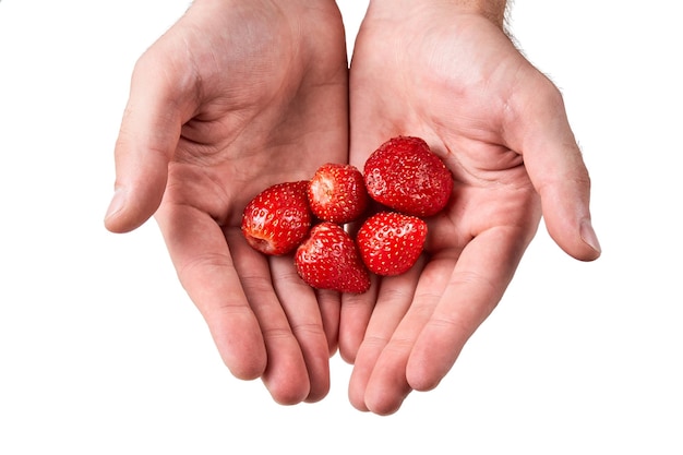 strawberries in male hands on a white background