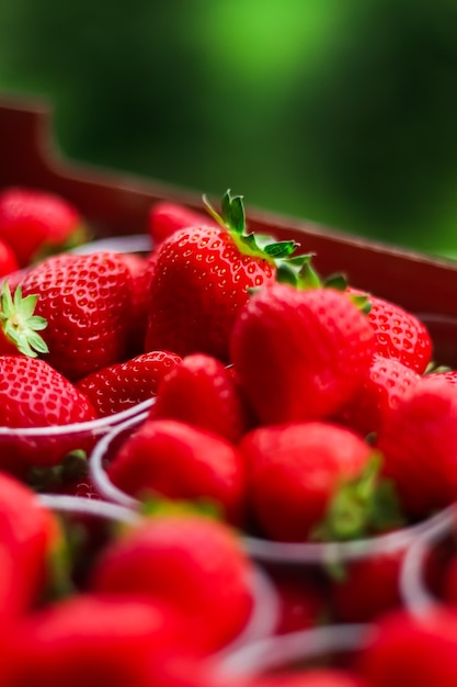 Strawberries packaged in box sweet ripe perfect strawberry harvest organic garden and agriculture