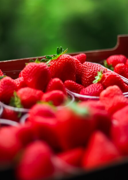 Strawberries packaged in box sweet ripe perfect strawberry harvest organic garden and agriculture