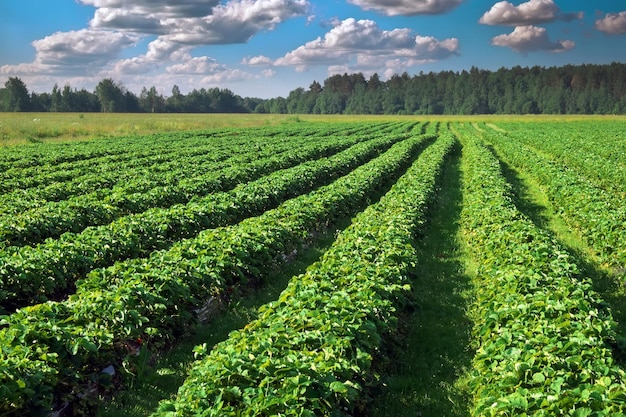 Strawberries plantation on a sunny day Landscape with green strawberry field with blue cloudy sky