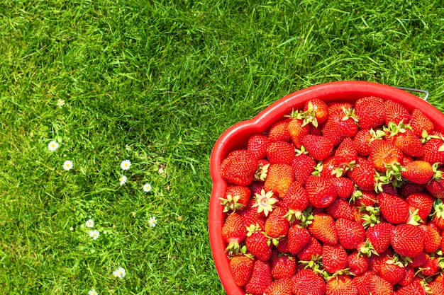 Strawberries in a red bucket in the garden