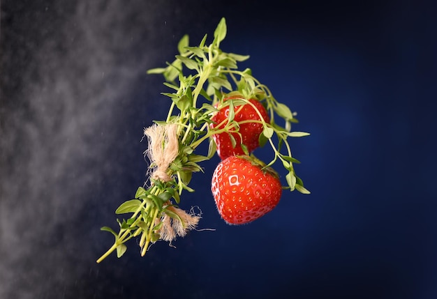 Strawberries with thyme sprig on a dark blue background.