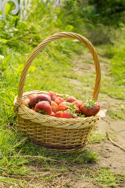 Strawberry in Basket on Grass