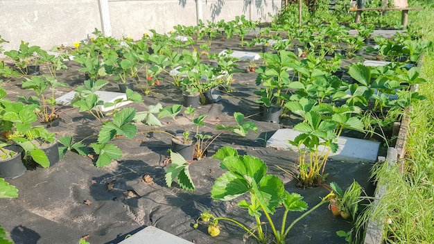 Strawberry beds, in spring or summer on a sunny day. Bush berries. Degenerate strawberry bushes grow in the garden in the village.