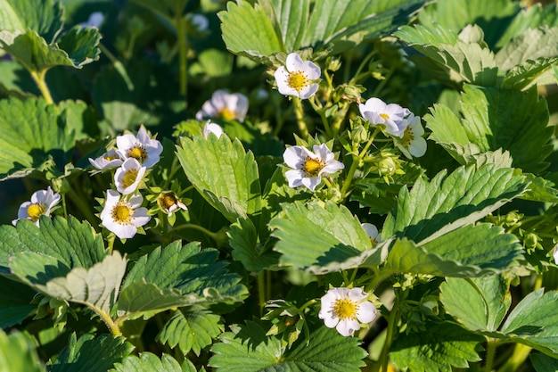 Strawberry bush in bloom. Some first white strawberry flowers in the garden, summer.