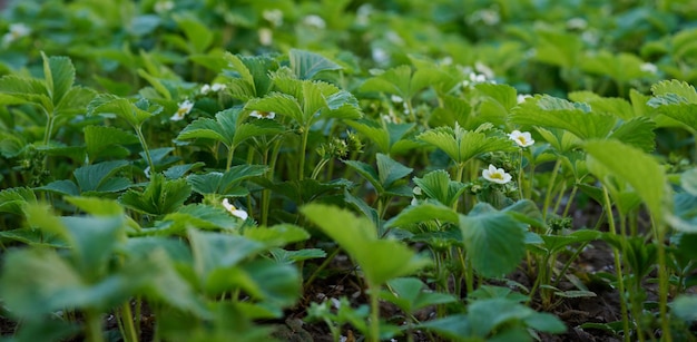 Strawberry bush with green leaves and white flowers in vegetable garden fruit growing