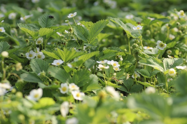 strawberry bushes bloom their white flowers with a yellow center on a summer day under the warm sun