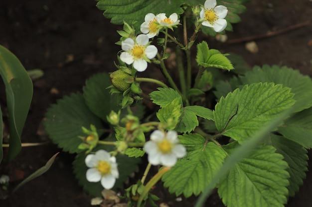 strawberry bushes bloom their white flowers with a yellow center on a summer day under the warm sun