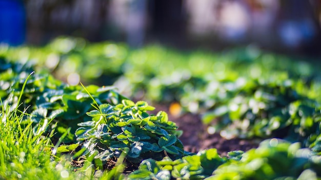 Strawberry crops planted in soil get ripe under sun Cultivated land close up with sprout Agriculture plant growing in bed row