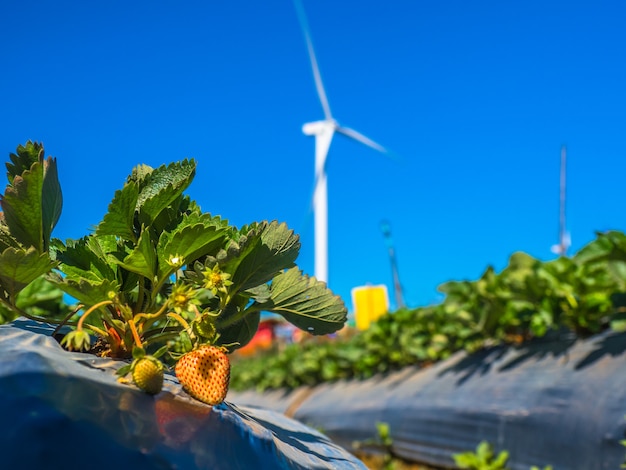 Strawberry farm with wind turbine generator in background.