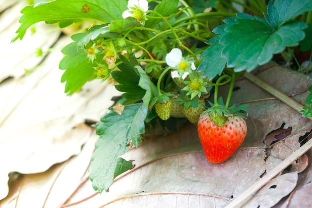 Strawberry FarmAgriculture farm of strawberry field in Thailand