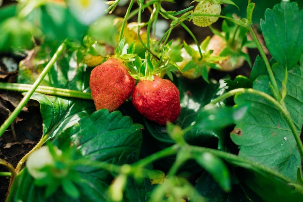 Strawberry field on a fruit farm Fresh ripe organic strawberries in the garden Juicy green leaves