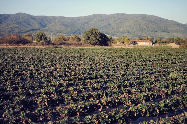 Strawberry field on fruit farm. Fresh strawberry plantation on a sunny day. Strawberry filed.