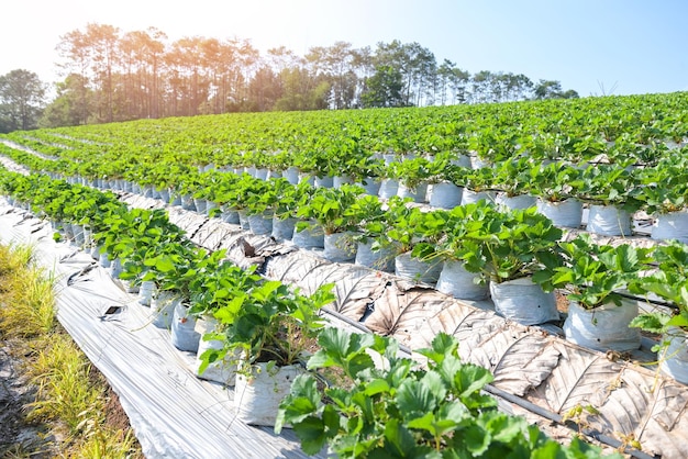 Strawberry field for harvest strawberries garden fruit strawberry plant tree in summer green strawberry field with sunlight strawberry plant farm in pot