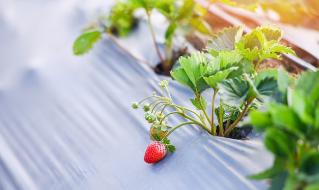 Strawberry field with green leaf in the garden - plant tree strawberries growing in farm agriculture