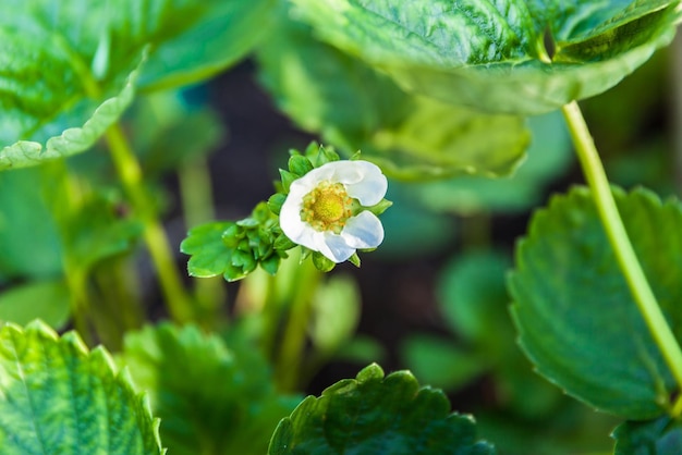 Strawberry flower against the background of its green leaves closeup