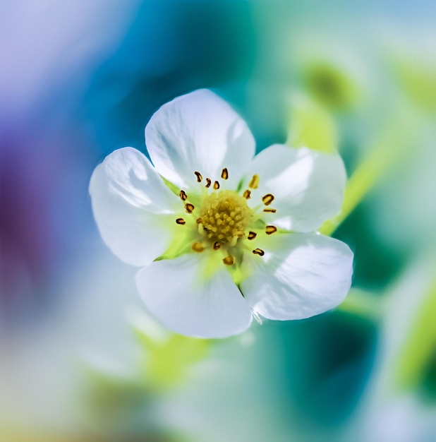 Strawberry flower on a colorful defocused background in macro