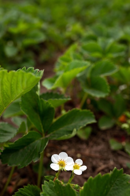 Strawberry flower on a garden bed Agriculture agronomy gardening berries