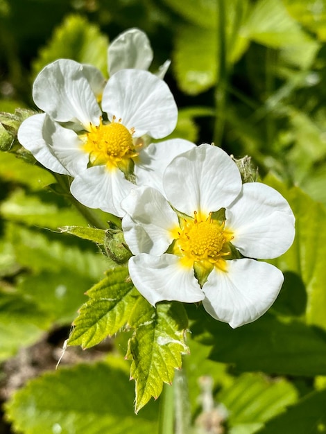 Strawberry flowers Latin name Fragaria vesca