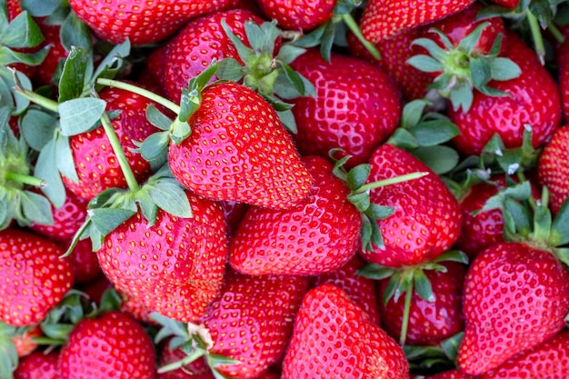 Strawberry. Fresh organic fruits macro. Fruit background