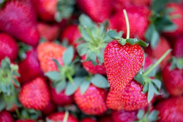 Strawberry. Fresh organic fruits macro. Fruit background