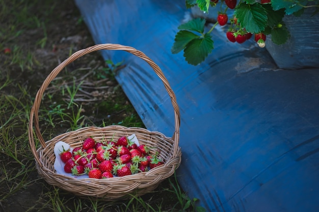 The strawberry fruit in the basket 