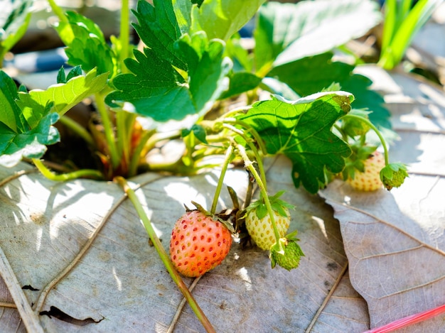 Strawberry fruit flower and leaf in garden