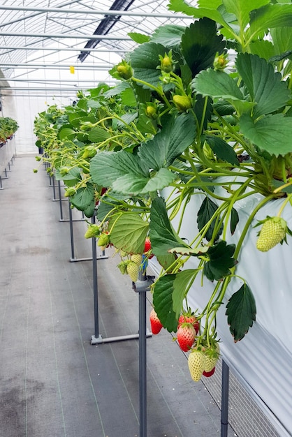 Strawberry fruit in nursery plantation