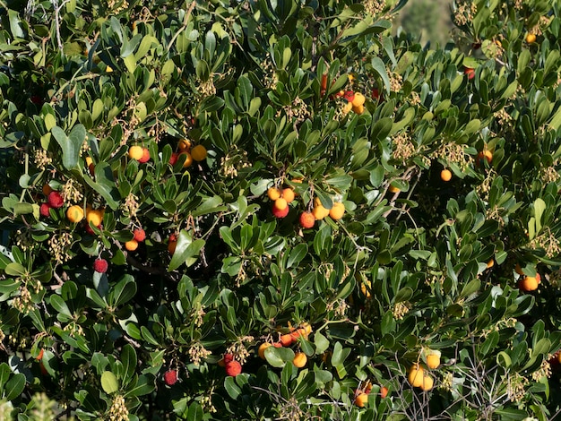 Strawberry fruit tree in Liguria, Italy