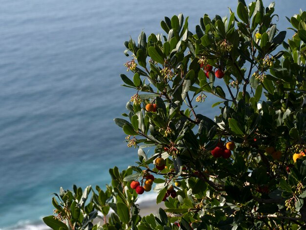 Strawberry fruit tree in Liguria, Italy