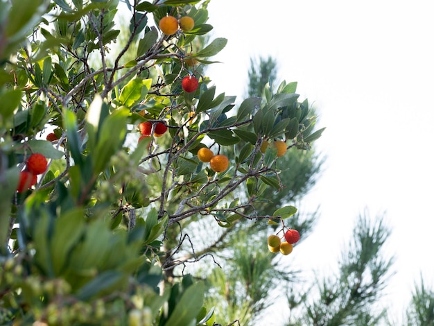 Strawberry fruit tree in Liguria, Italy