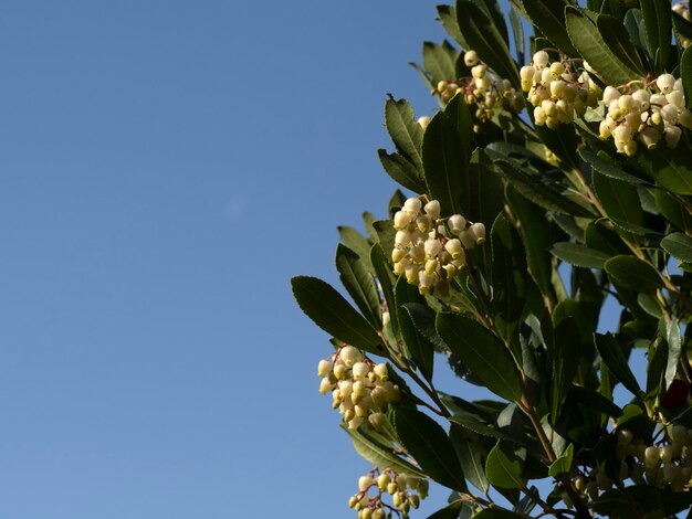 Strawberry fruit tree in Liguria, Italy