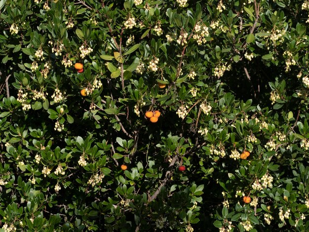 Strawberry fruit tree in Liguria, Italy