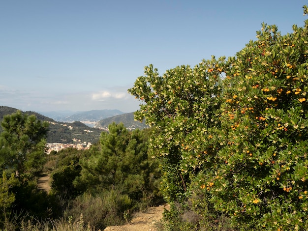 Strawberry fruit tree in Liguria, Italy