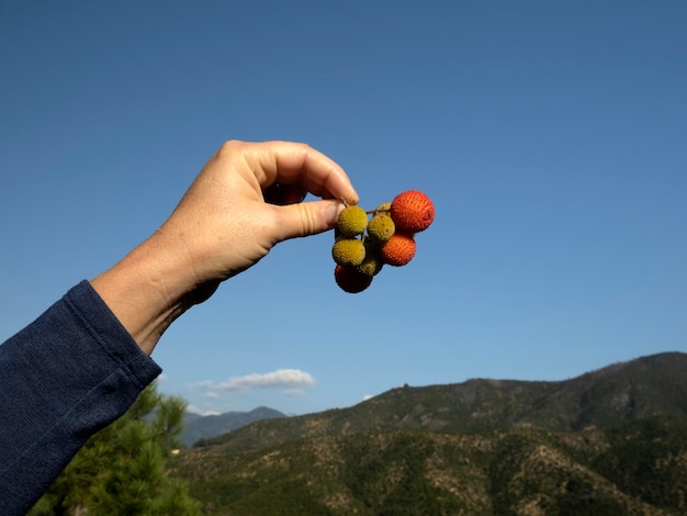 Strawberry fruit tree in Liguria, Italy