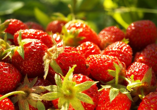 Strawberry fruit