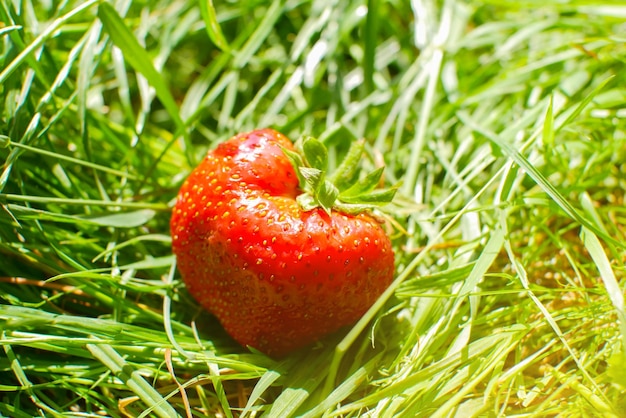 Strawberry on the green grass Delicious and fresh summer fruits Healthy vegetarian food with vitamins