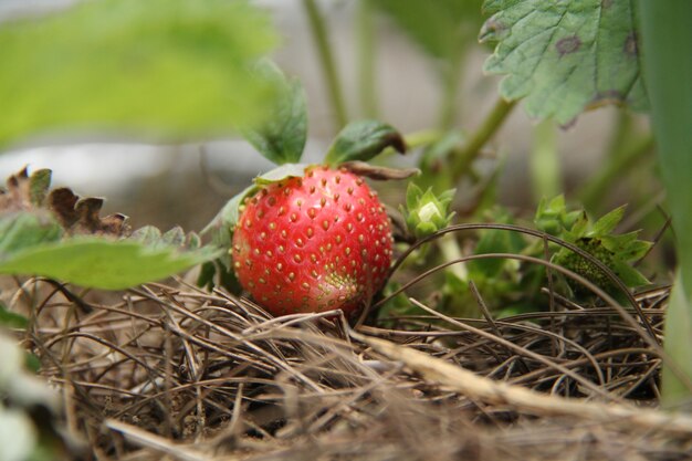 strawberry on the ground