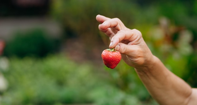 Strawberry grower gardener working in the greenhouse with harvest woman holding berries