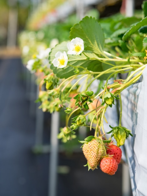 Strawberry hanging farm full of ripe strawberries