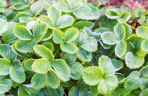 Strawberry leaves in garden on frosty morning covered with hoarfrost.