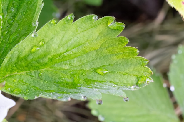 Strawberry leaves with water drops