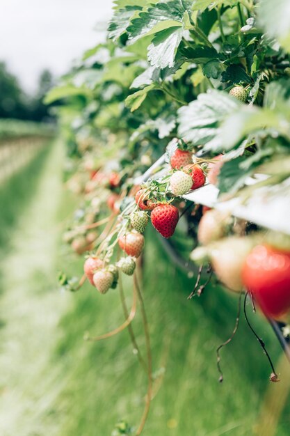 Strawberry picking in the farm