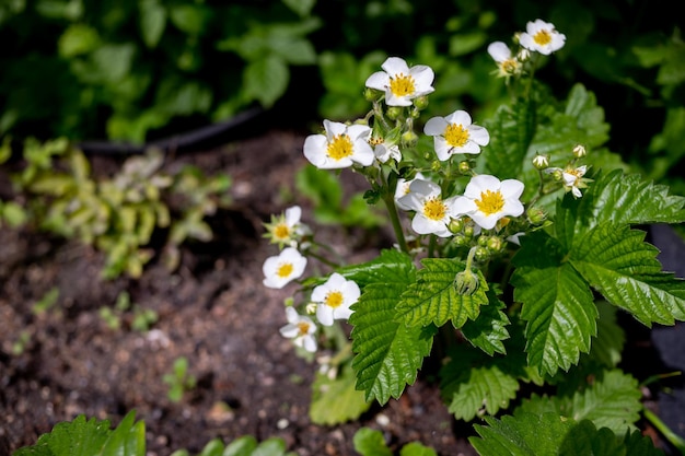 Strawberry plant blooms in garden close up white strawberry flowers blooming berry plant garden stra