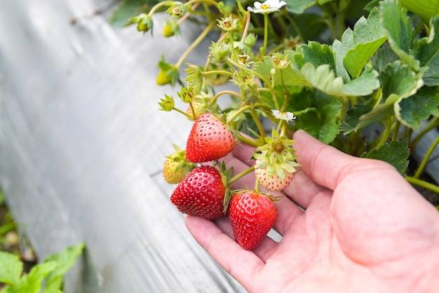 Strawberry plant farm fresh ripe strawberry field for harvest strawberries picking on hand in the garden fruit collected strawberry in summer