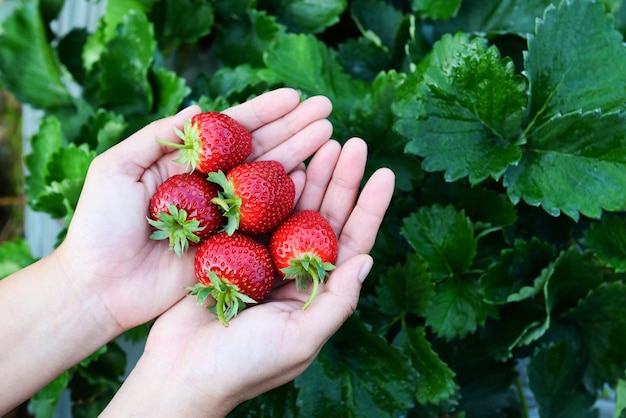 Strawberry plant farm fresh ripe strawberry field for harvest strawberries picking on hand in the garden fruit collected strawberry in summer