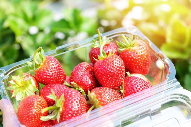 Strawberry plant farm fresh ripe strawberry field for harvest strawberries picking on plastic box in the garden fruit collected strawberry in summer