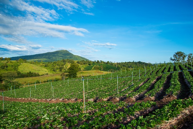 Strawberry plant farm on hill fresh strawberries plantation