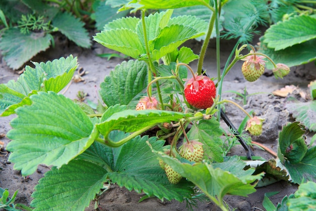 Strawberry plant Stawberry bushes at garden with ripe and unripe berries and foliage