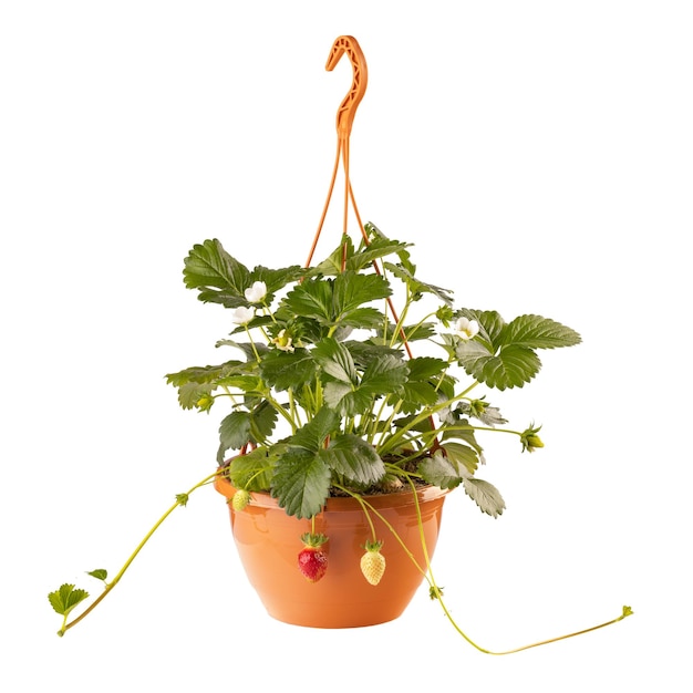 Strawberry plant with berries in hanging pot